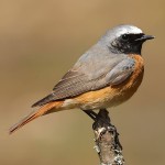 北红尾鸲-缩略图-3