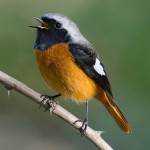 北红尾鸲-缩略图-4