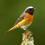 北红尾鸲-缩略图-5