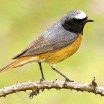 北红尾鸲-缩略图-6