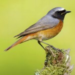 北红尾鸲-缩略图-7