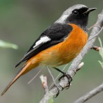 北红尾鸲-缩略图-8