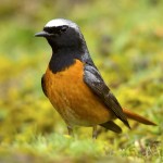 北红尾鸲-缩略图-9