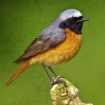 北红尾鸲-缩略图-11