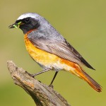 北红尾鸲-缩略图-12