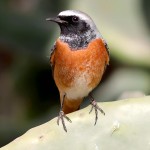 北红尾鸲-缩略图-14