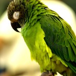 灰头锥尾鹦鹉-缩略图-1