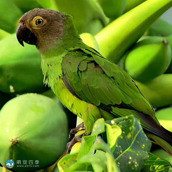 灰头锥尾鹦鹉-2