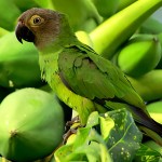 灰头锥尾鹦鹉-缩略图-2