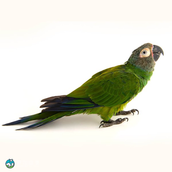 灰头锥尾鹦鹉-3