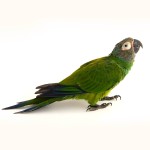 灰头锥尾鹦鹉-缩略图-3