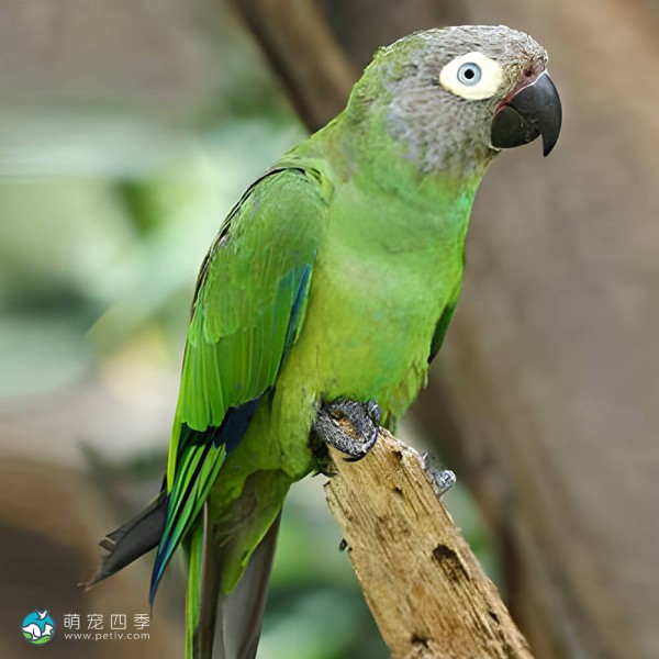 灰头锥尾鹦鹉-4