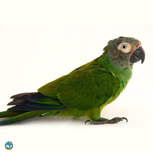 灰头锥尾鹦鹉-5