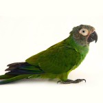 灰头锥尾鹦鹉-缩略图-5