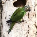 灰头锥尾鹦鹉-缩略图-6