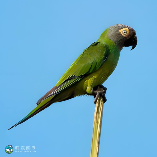 灰头锥尾鹦鹉-7