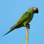 灰头锥尾鹦鹉-缩略图-7