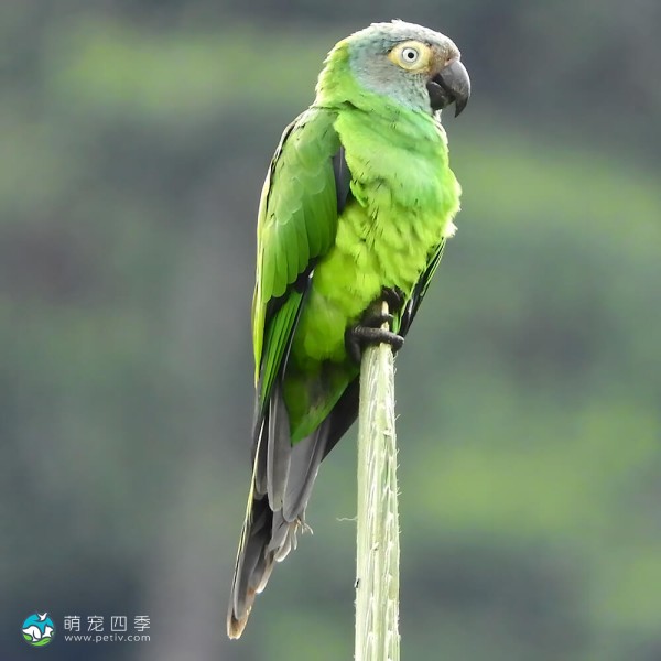 灰头锥尾鹦鹉-8