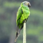 灰头锥尾鹦鹉-缩略图-8