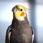 鸡尾鹦鹉-缩略图-1