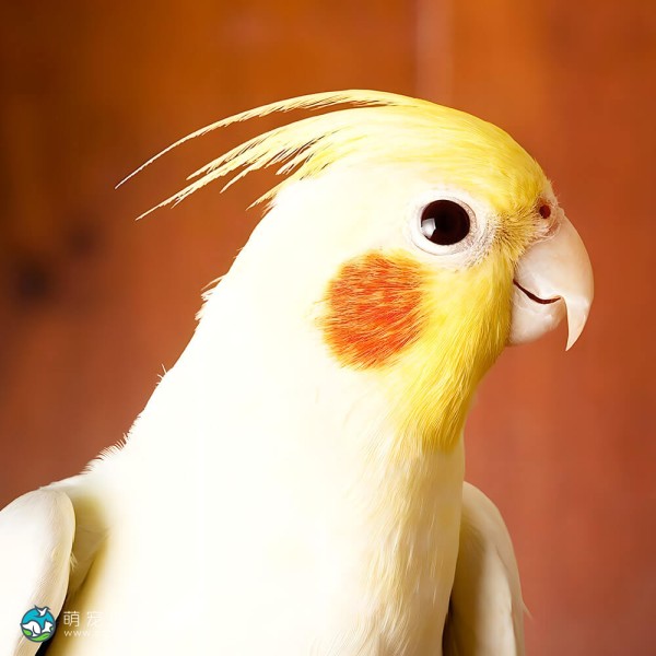 鸡尾鹦鹉-2