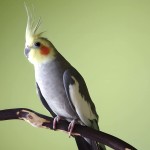 鸡尾鹦鹉-缩略图-3