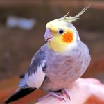 鸡尾鹦鹉-缩略图-4