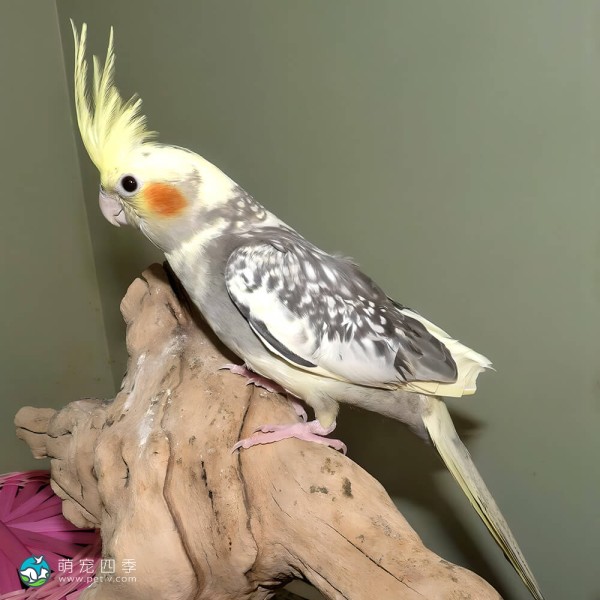鸡尾鹦鹉-6