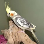 鸡尾鹦鹉-缩略图-6