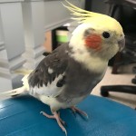 鸡尾鹦鹉-缩略图-7