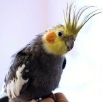 鸡尾鹦鹉-缩略图-8