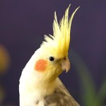 鸡尾鹦鹉-缩略图-9