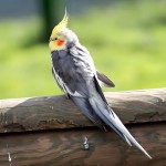 鸡尾鹦鹉-缩略图-10