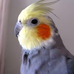 鸡尾鹦鹉-缩略图-11