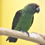 贾丁氏鹦鹉-缩略图-2