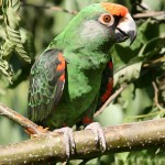 贾丁氏鹦鹉-缩略图-3