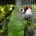 贾丁氏鹦鹉-缩略图-4