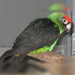 贾丁氏鹦鹉-缩略图-5