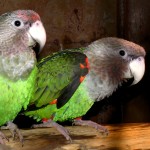 贾丁氏鹦鹉-缩略图-6