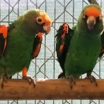 贾丁氏鹦鹉-缩略图-7