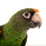 贾丁氏鹦鹉-缩略图-8