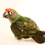 贾丁氏鹦鹉-缩略图-9