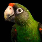 贾丁氏鹦鹉-缩略图-10