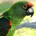 贾丁氏鹦鹉-缩略图-11