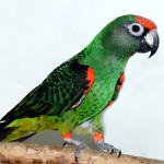 贾丁氏鹦鹉-缩略图-12