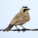 角百灵-缩略图-1