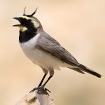 角百灵-缩略图-2