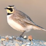 角百灵-缩略图-4