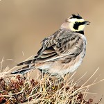 角百灵-缩略图-5