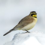 角百灵-缩略图-6